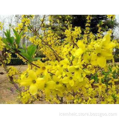 Chinese Herbal Medicines Fructus Forsythiae , Free Pesticid